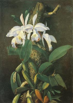 unknow artist Orquideas oil painting picture